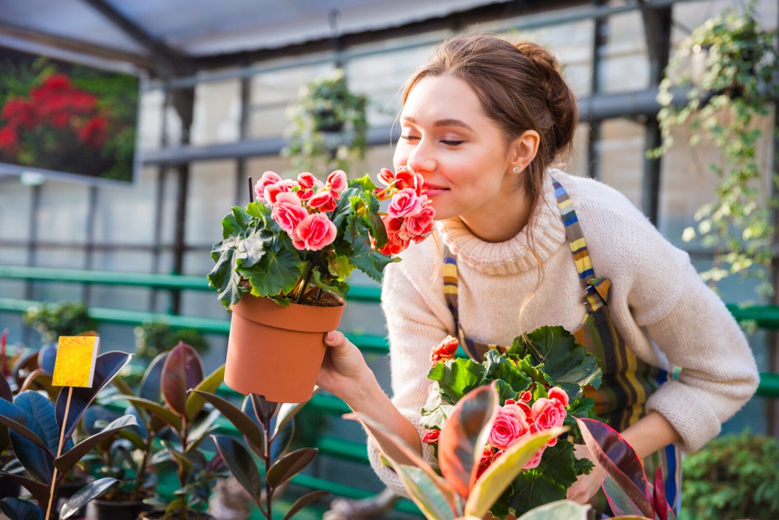 Attractive cute woman gardener smelling pink flowers