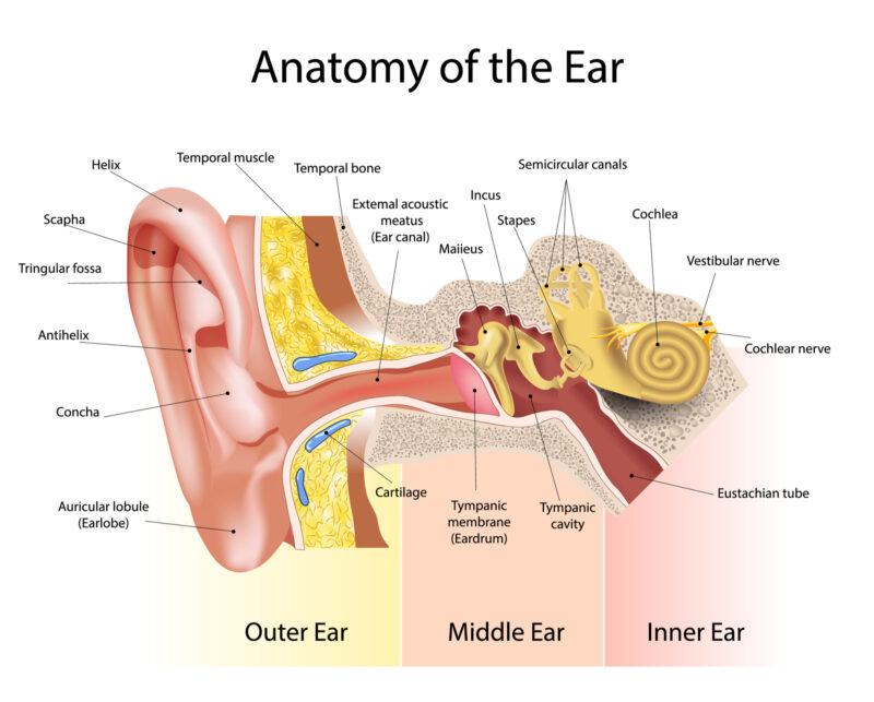 Diagram on the inner ear to explain where Ear Tubes would go