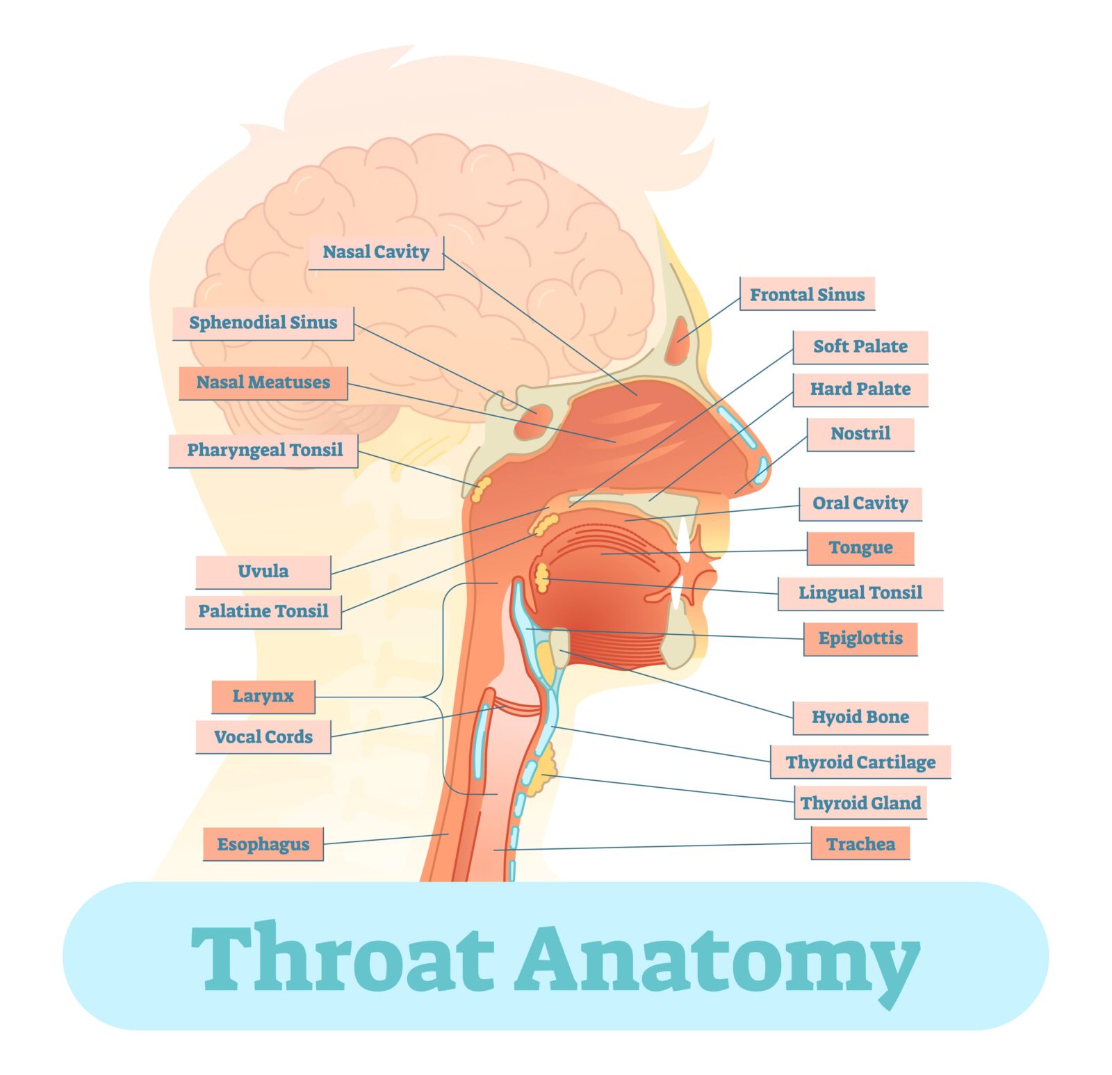 Throat anatomy vector illustration diagram, educational medical scheme.
